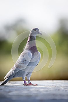 female mealy color of homing standing on home loft trap