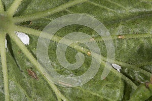 Female Mealybug photo