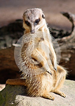 Female meerkat