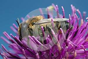 Female Megachile lagopoda on thistle