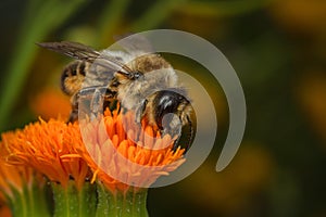 Leafcutter Bee