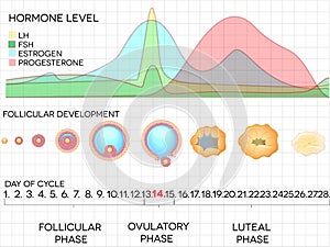 Female menstrual cycle, ovulation process and hormone levels