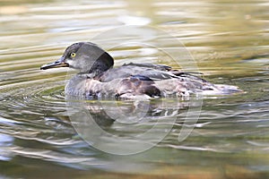 Female merganser