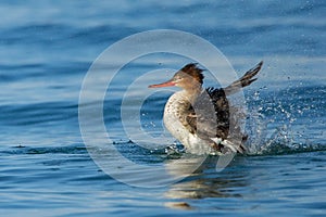 Female Merganser (Mergus merganser)