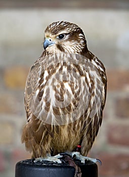 Female Merlin