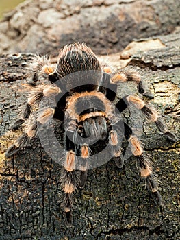 Female Mexican orangeknee tarantula, Brachypelma hamorii, on wood, vertical, cECP 2018