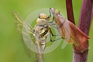 A female Migrant Hawker Aeshna mixta Dragonfly perched on Angelica disambiguation.