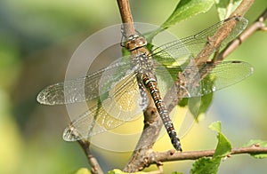 A female Migrant Hawker Dragonfly Aeshna mixta perched on a branch warming itself in the sun.