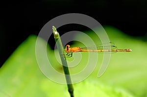 Female Milky Dartlet Damselfly- Agriocnemis lacteola, Sindhudurg, photo