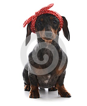 Female miniature dachshund