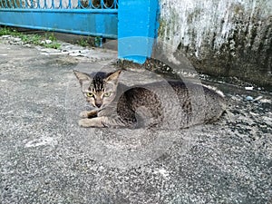 A Female Mixed Breed Cat Lying on the Cement Road