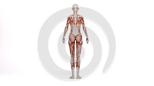 Female model with the muscle tissues mapping on her body rotating 360 degree