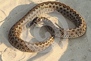 Female moldavian meadow viper