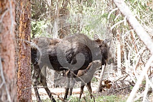 Female Momma Moose Feeding her Baby in Colorado