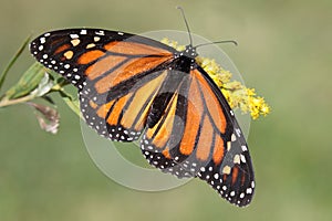 Female Monarch Butterfly danaus plexippus