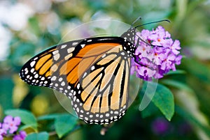 Female Monarch Butterfly (Danaus plexippus)