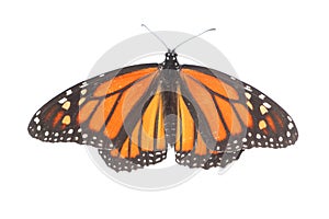 Female Monarch Butterfly danaus plexippus on White