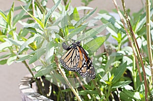 Female Monarch butterfly laying an egg