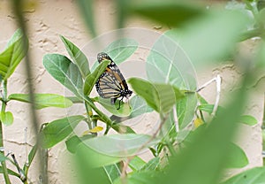 Female Monarch butterfly laying an egg