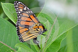 Female Monarch Butterfly laying eggs