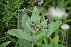 Female Monarch Butterfly laying eggs