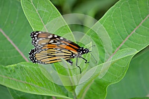 Female Monarch Butterfly laying eggs