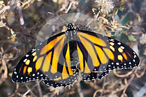 Female monarch butterfly with wings spread, California