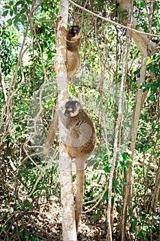 Female Mongoose Lemur Eulemur mongoz climbing in a tree, Madagascar