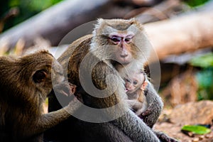 Female monkey breastfeeding infant in Thailand. Macaca leonina. Northern Pig-tailed Macaque