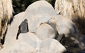 Female Monkey Near Waterfall