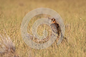 Female Montagu or Montagus harrier or Circus pygargus portrait in winter migration at grassland during winter migration at