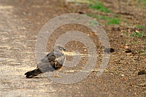 Female Montagu's harrier, Maasai Mara Game Reserve, Kenya