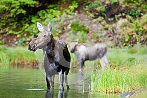 Female Moose