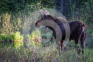 Female Moose