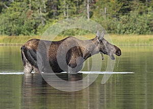 Female Moose Alces alces feeding in Fishercap Lake, Glacier National Park