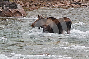 Female moose, alces alces, in Medicine River