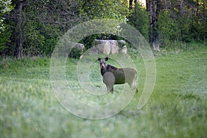 Female moose Alces alces in a mid-forest meadow