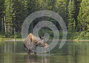 Female Moose Alces alces feeding in Fishercap Lake, Glacier National Park photo