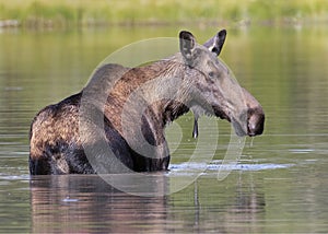 Female Moose Alces alces feeding in Fishercap Lake, Glacier National Park photo