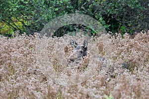 Female Moose in Reed Grass