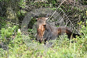 Female moose in Algonquin Park