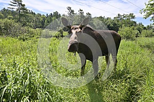 A female moose in Canada watching into the camera