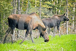 Female Moose Cow Calf Feeding On Grass Alaska Wilderness