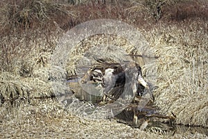 Female moose crosses a stream