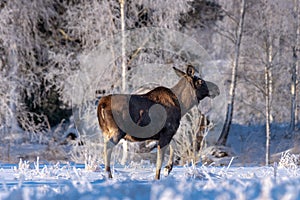 Female moose crossing a snow covered field in sunlight