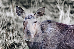 Female moose elk in forest