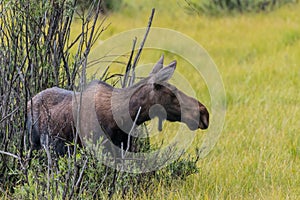 Female Moose Emerges from Willow