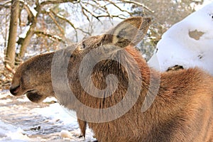 A female moose - Eurasian elk