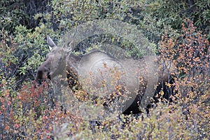 FEMALE MOOSE IN FALL FORREST COLOURS