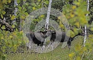 A female Moose following her twin babies out of the woods.